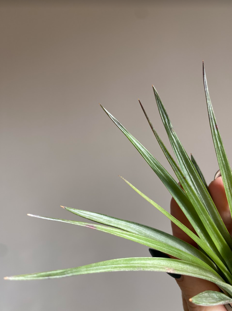 Tillandsia fasciculata