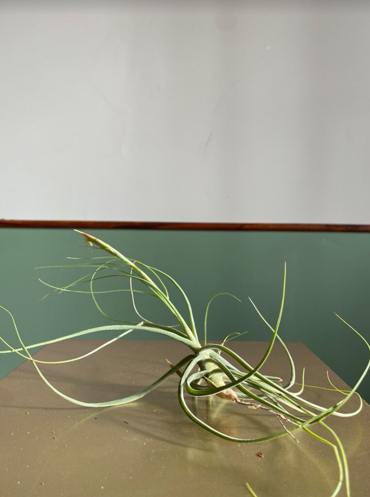 Tillandsia schieden green