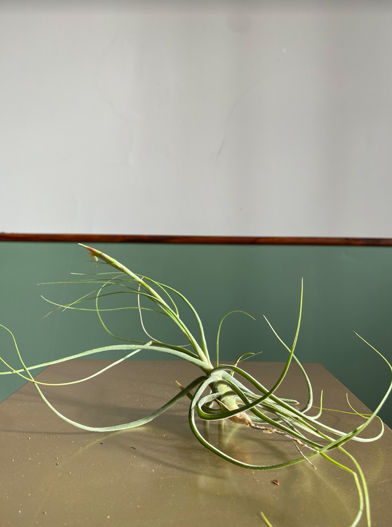 Tillandsia schieden green