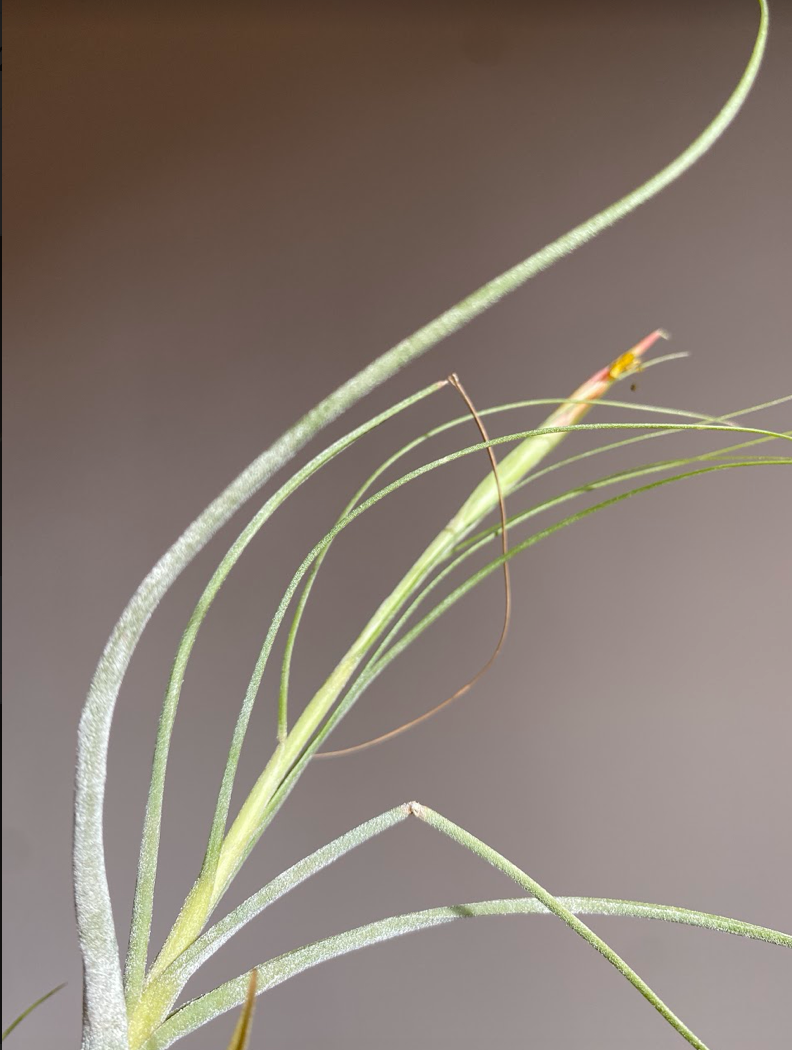 Tillandsia schieden green