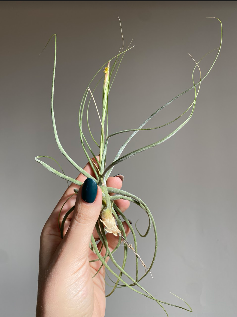 Tillandsia schieden green