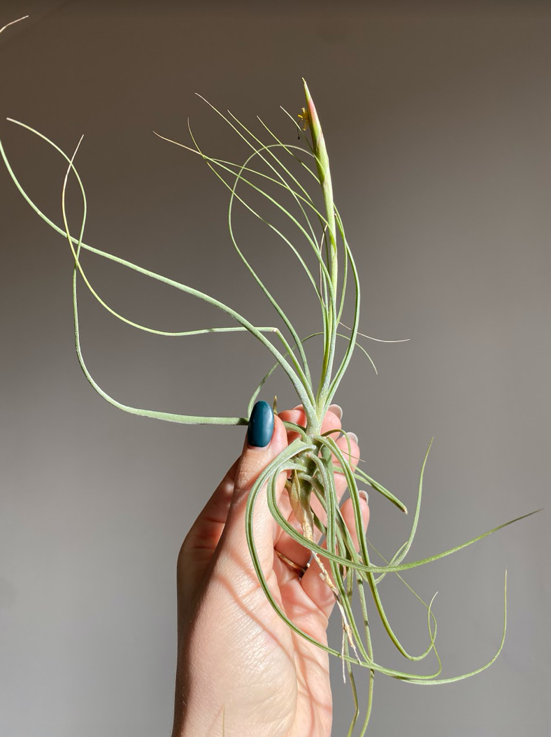Tillandsia schieden green