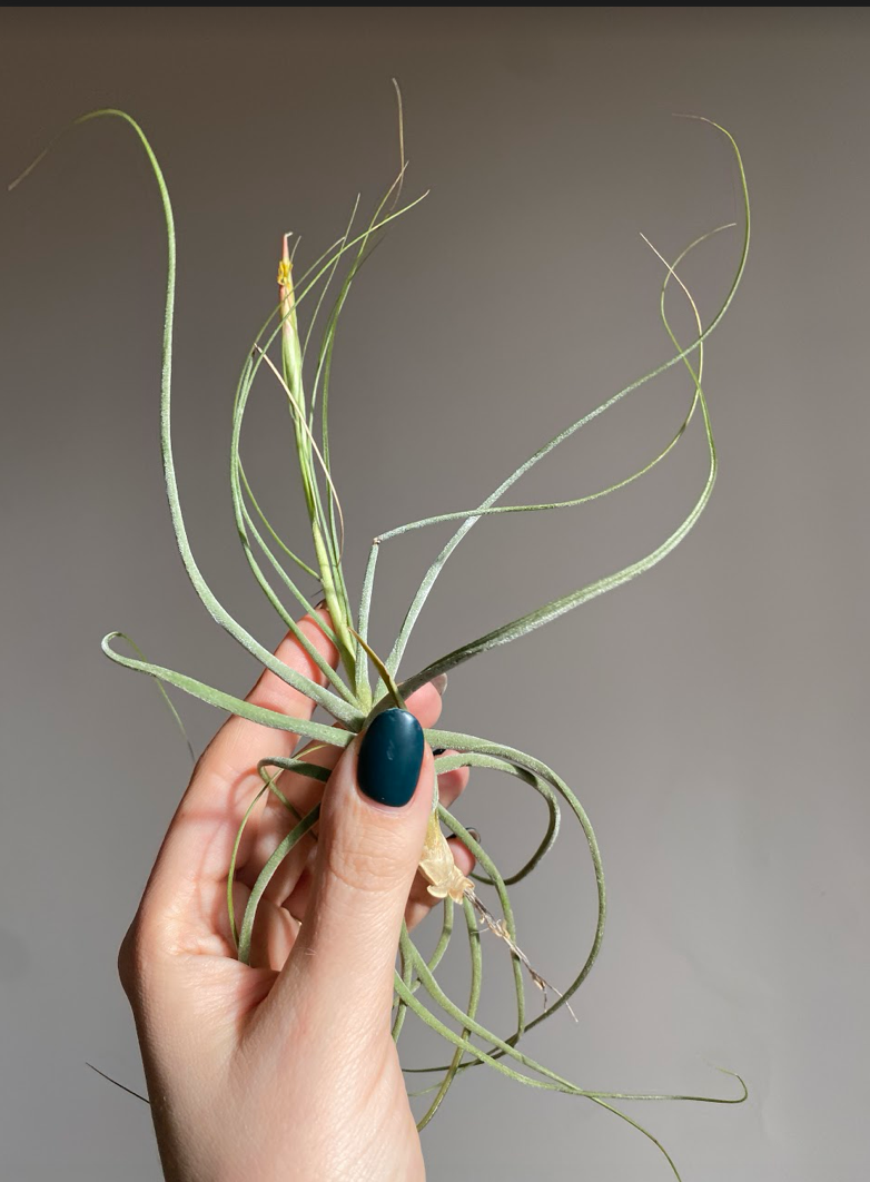 Tillandsia schieden green