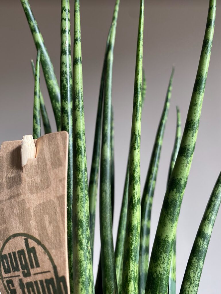 Sansevieria Fernwood Mikado
