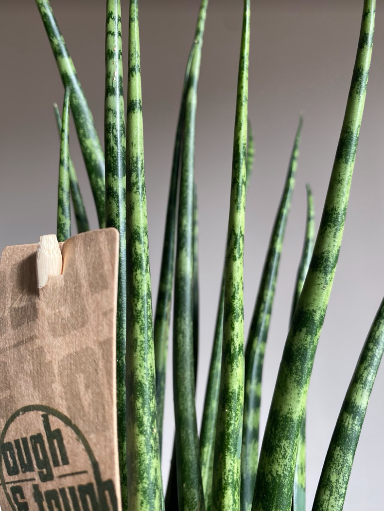 Sansevieria Fernwood Mikado
