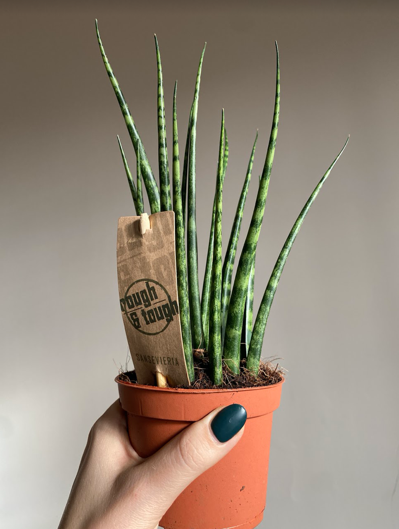 Sansevieria Fernwood Mikado