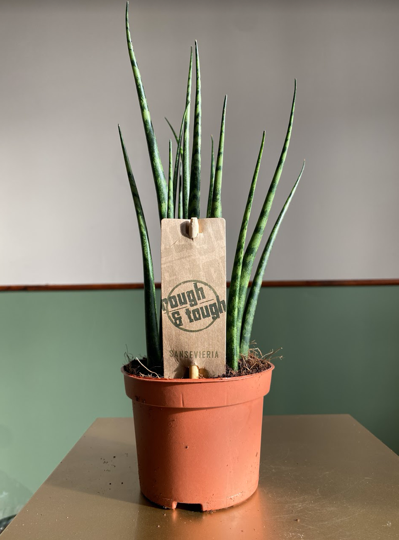 Sansevieria Fernwood Mikado