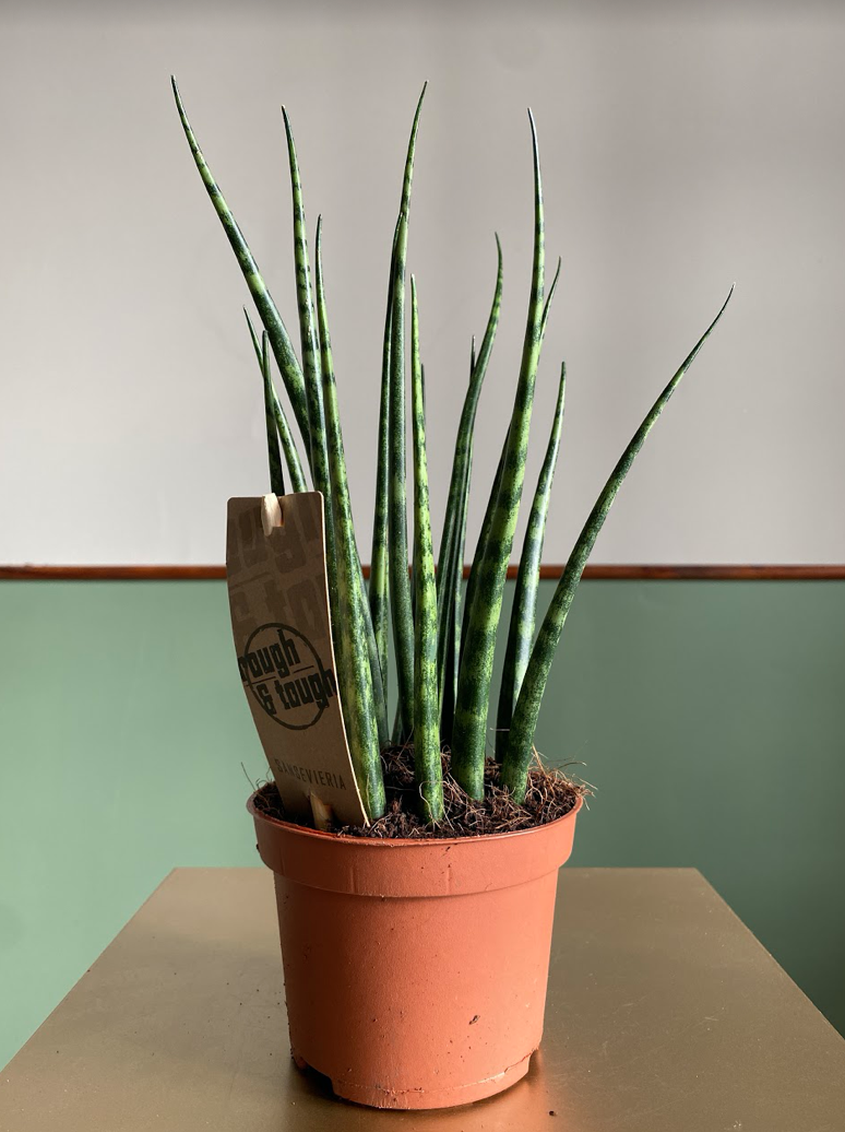 Sansevieria Fernwood Mikado