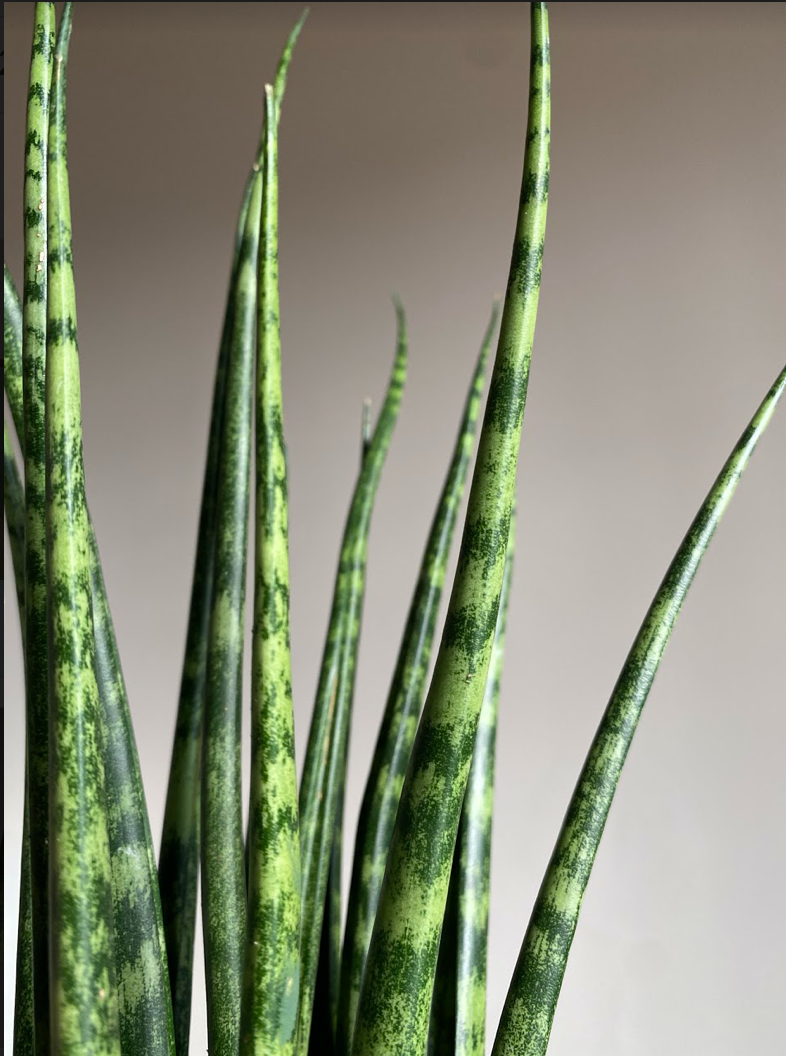Sansevieria Fernwood Mikado