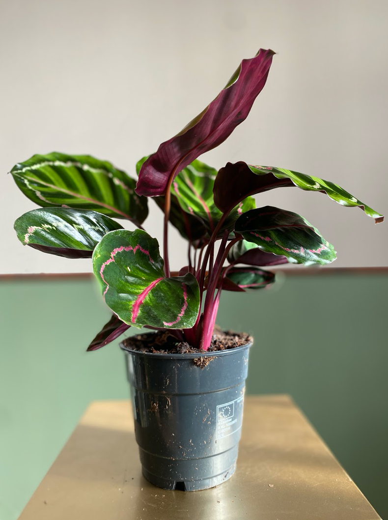 Calathea Rose Illustris