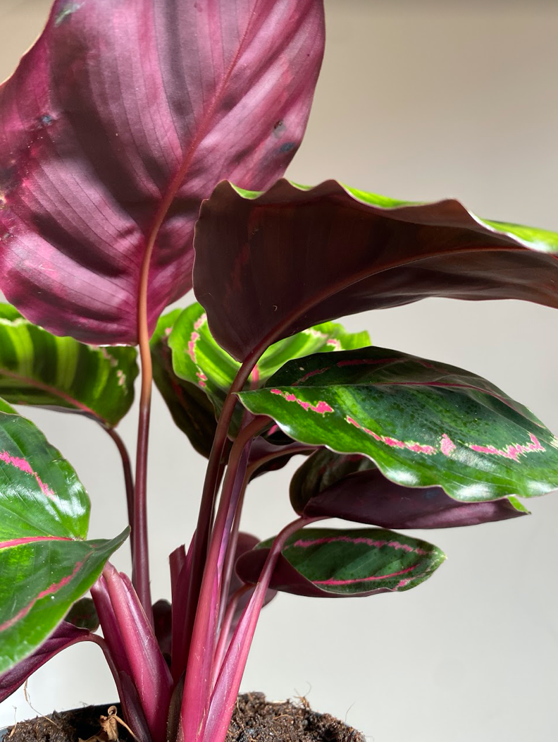 Calathea Rose Illustris