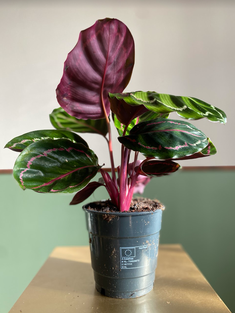 Calathea Rose Illustris