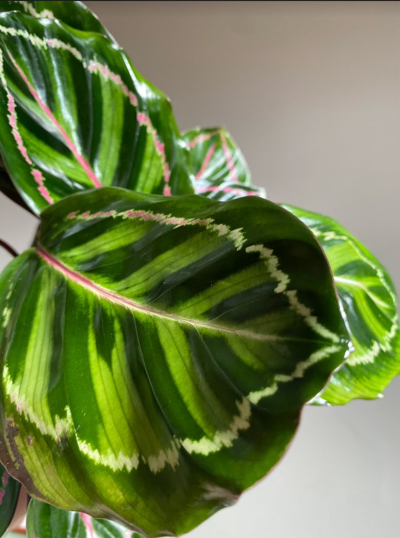 Calathea Rose Illustris