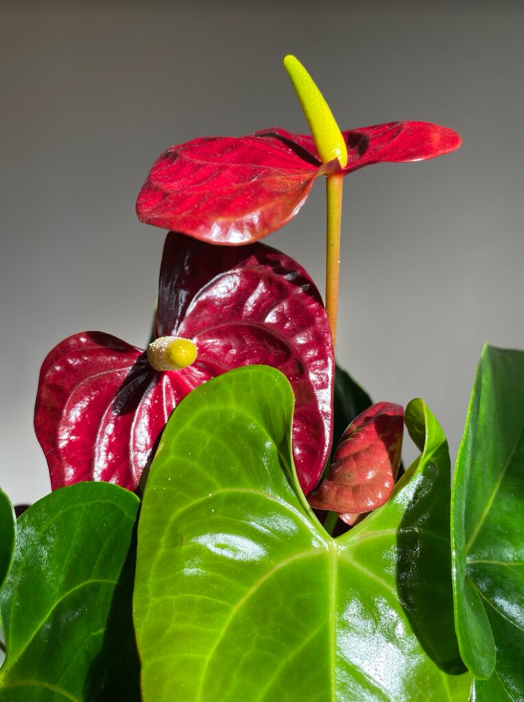 Anthurium Aramon
