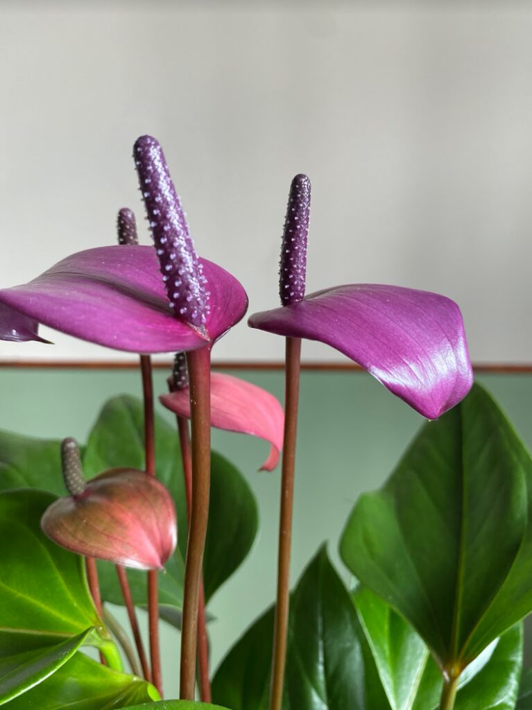 Anthurium Fiorino