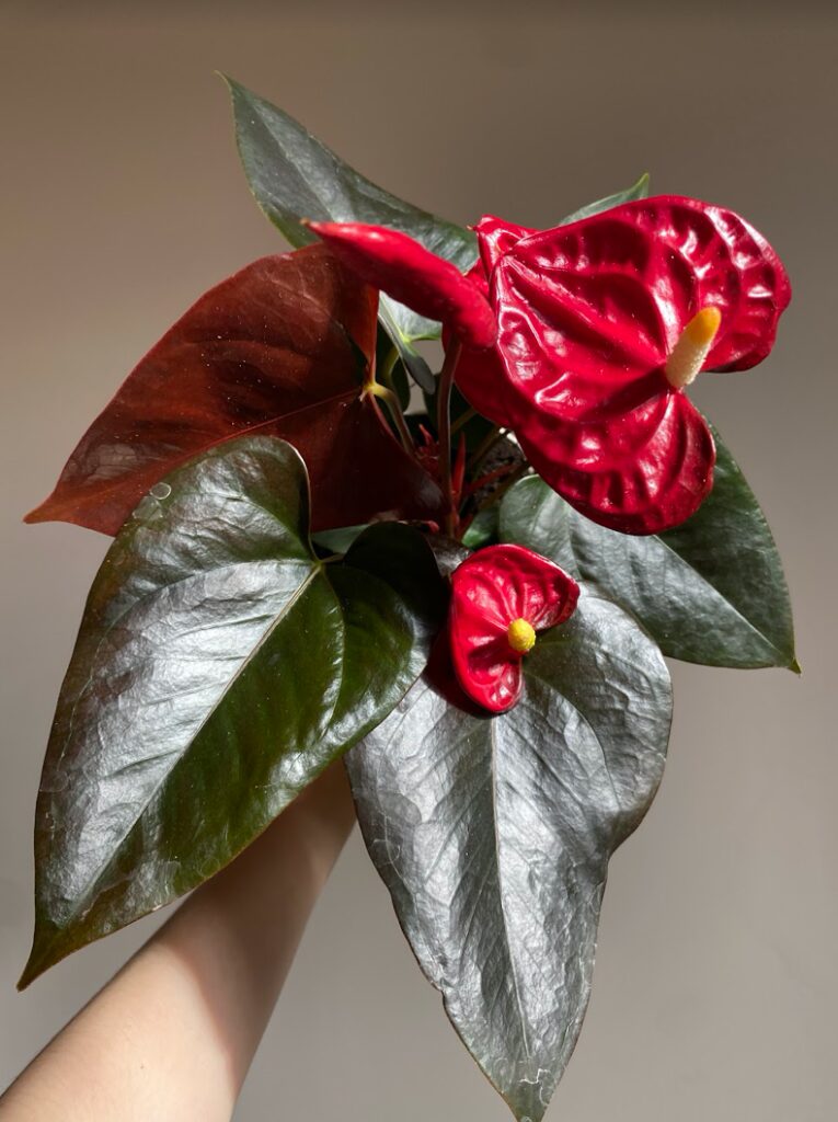 Anthurium Champion Coral