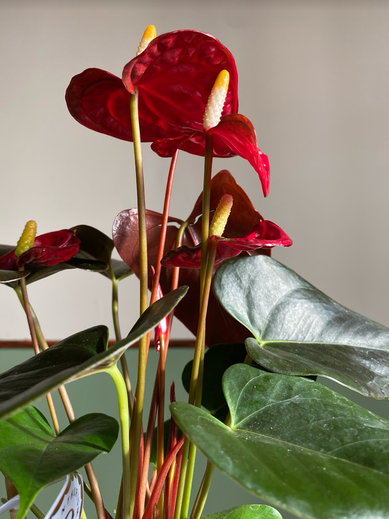 Anthurium Champion Coral