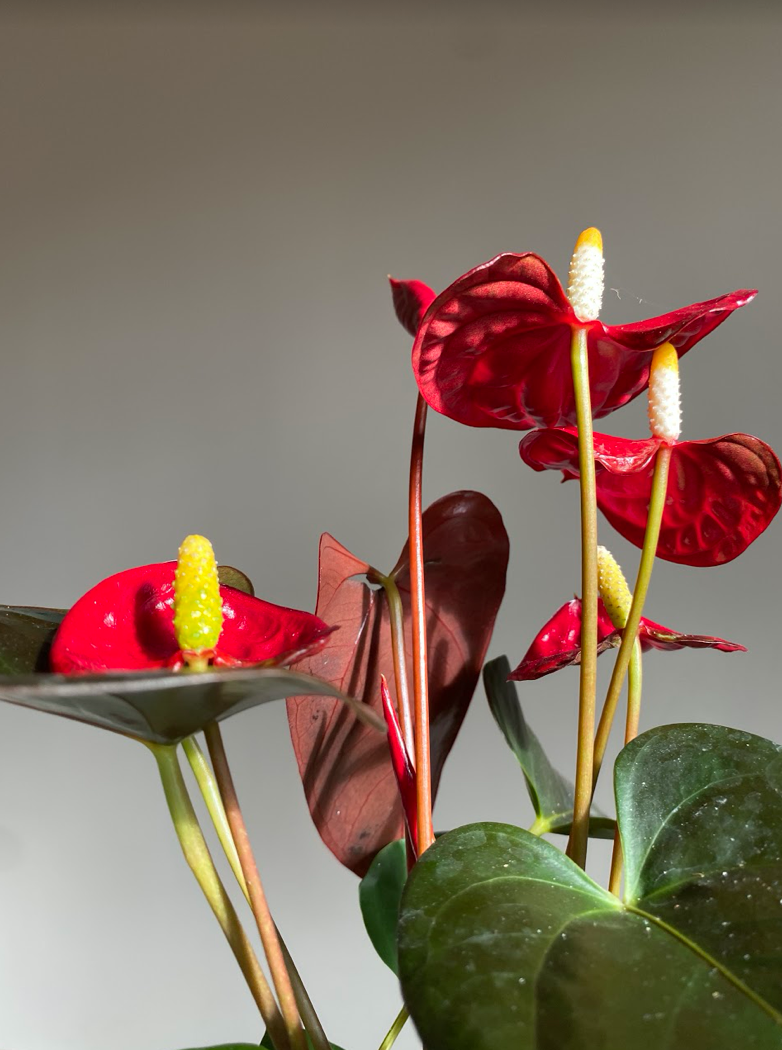 Anthurium Champion Coral