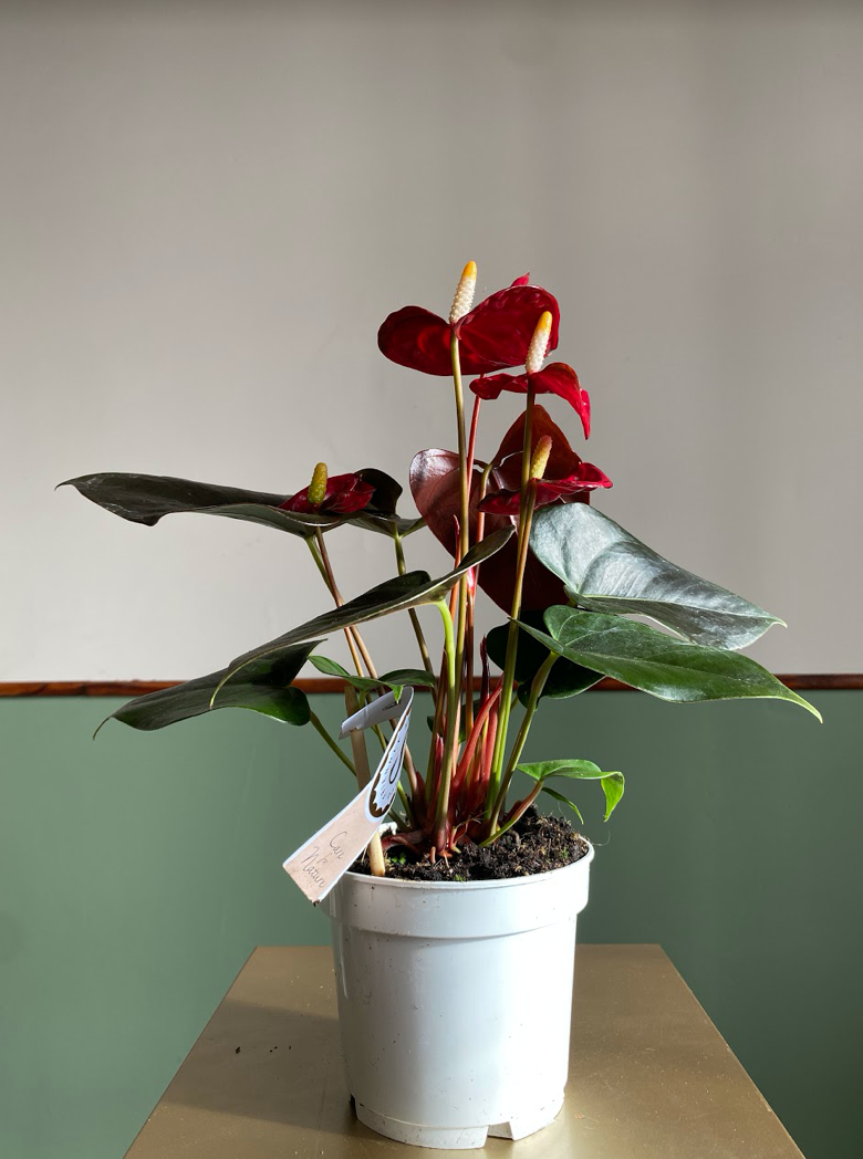 Anthurium Champion Coral