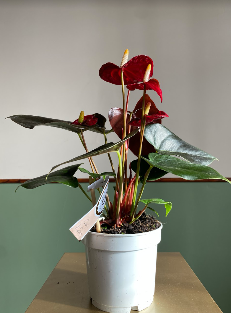 Anthurium Champion Coral