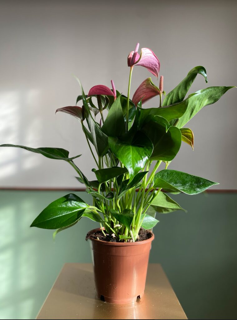Anthurium Joli