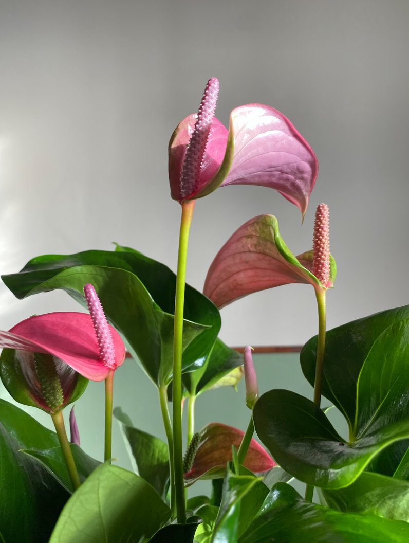 Anthurium Joli