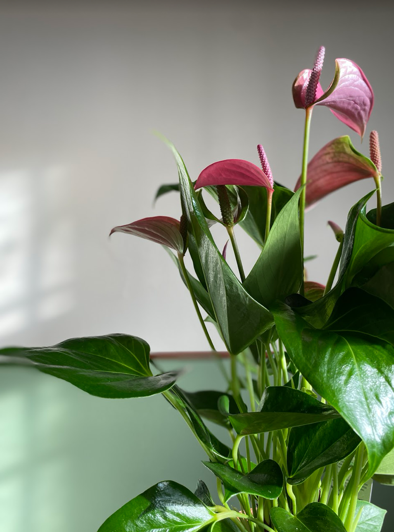 Anthurium Joli