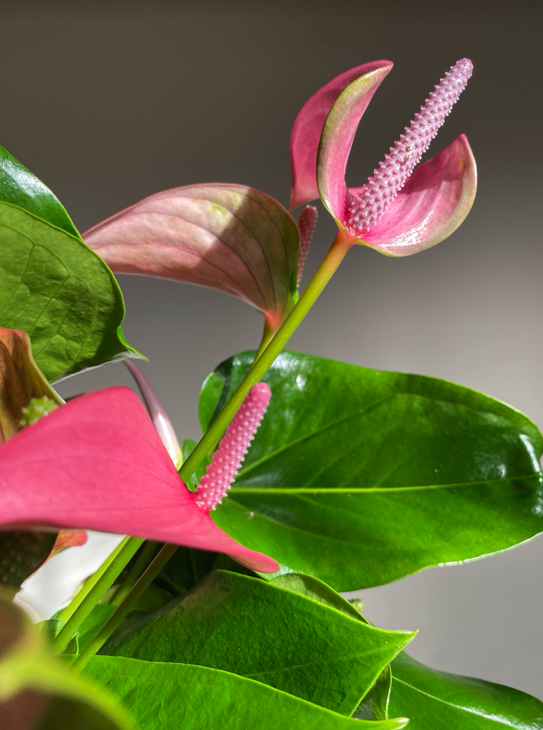 Anthurium Joli