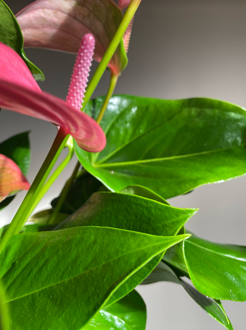 Anthurium Joli
