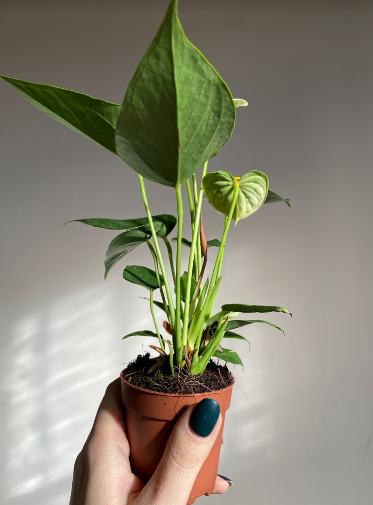 Anthurium Diamond Vanillia Cream
