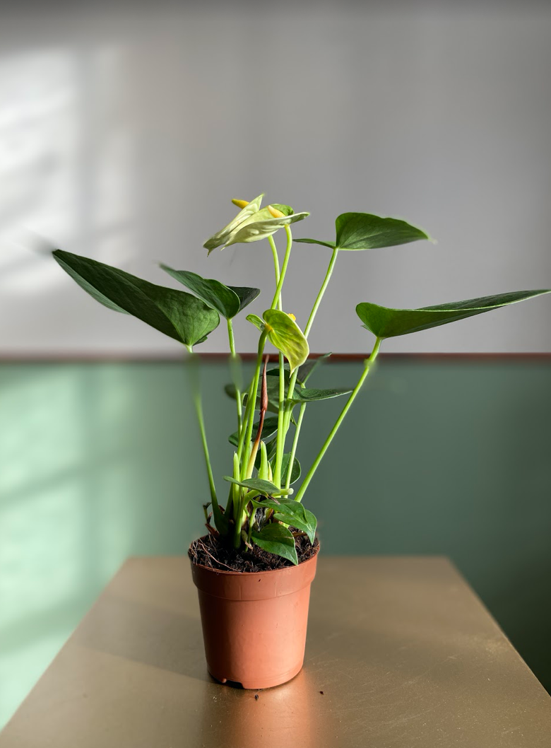 Anthurium Diamond Vanillia Cream