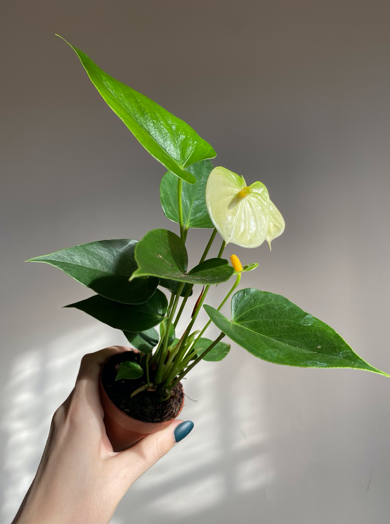 Anthurium Diamond Vanillia Cream