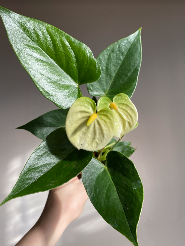 Anthurium Diamond Vanillia Cream