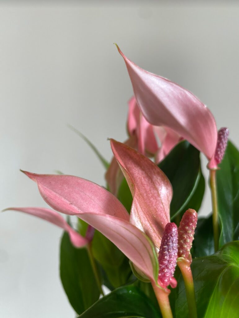 Anthurium Champion Lili