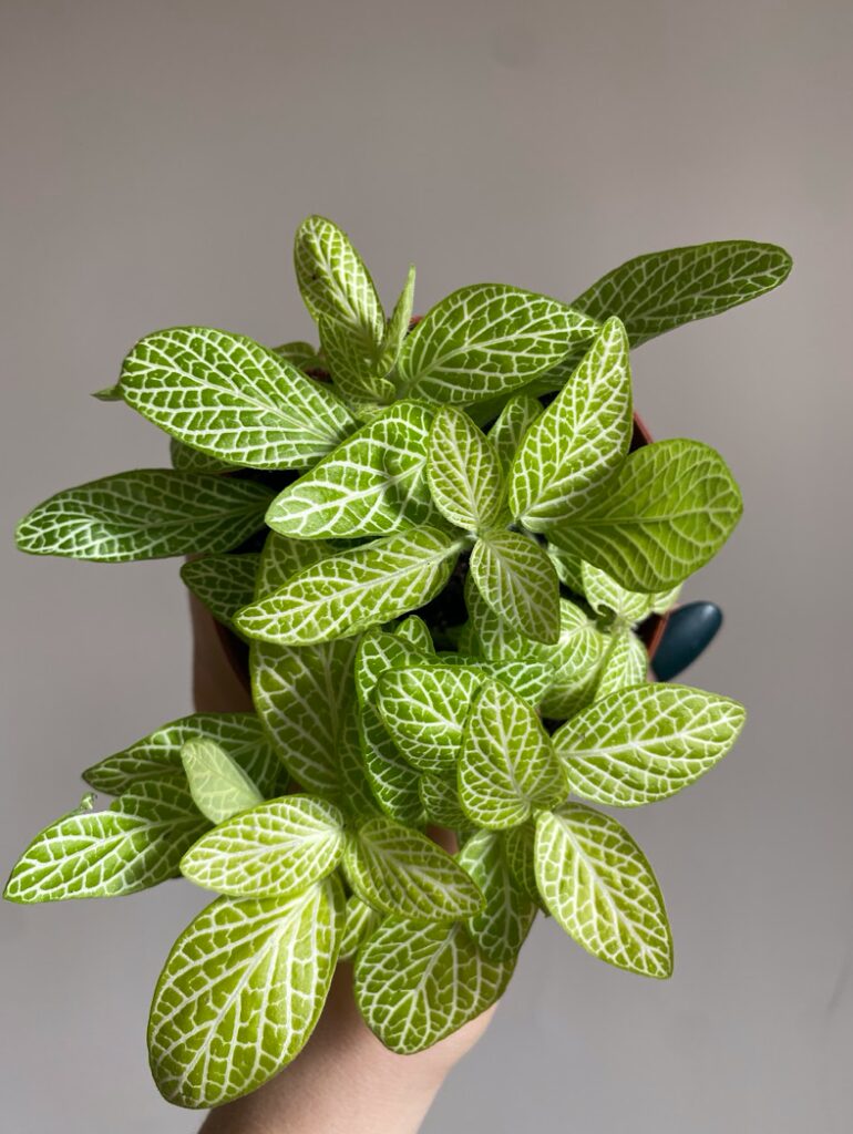 Fittonia Lemon
