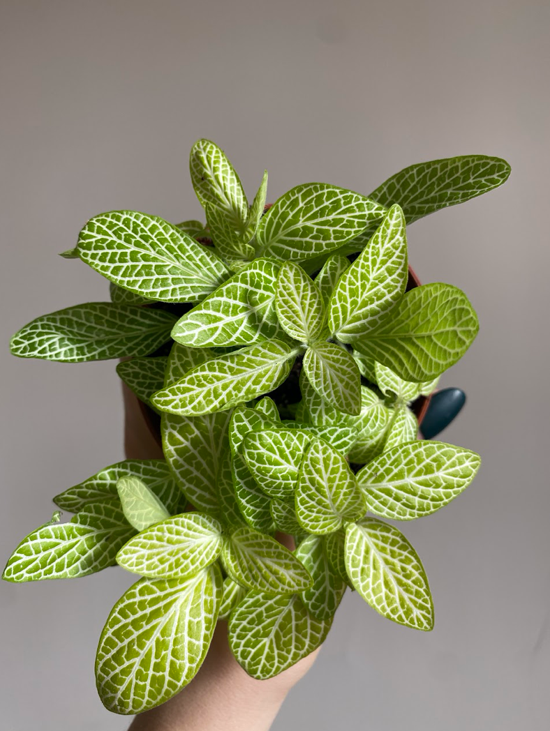 Fittonia Lemon