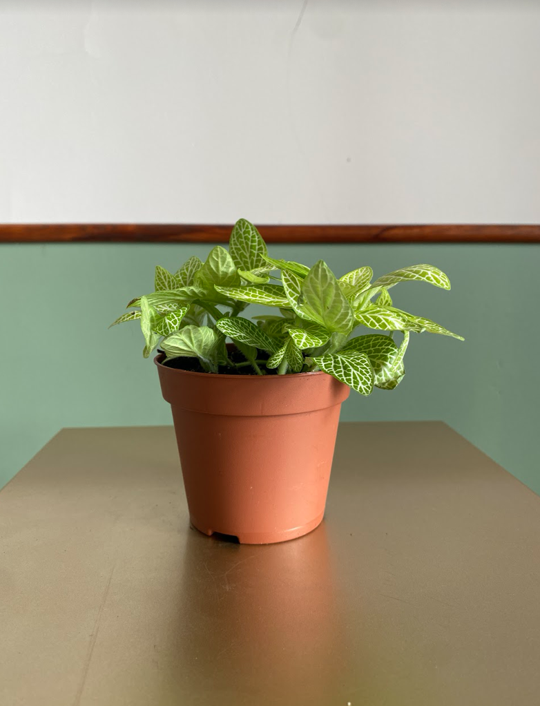 Fittonia Lemon