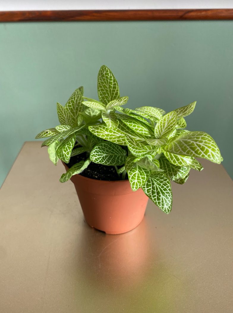 Fittonia Lemon