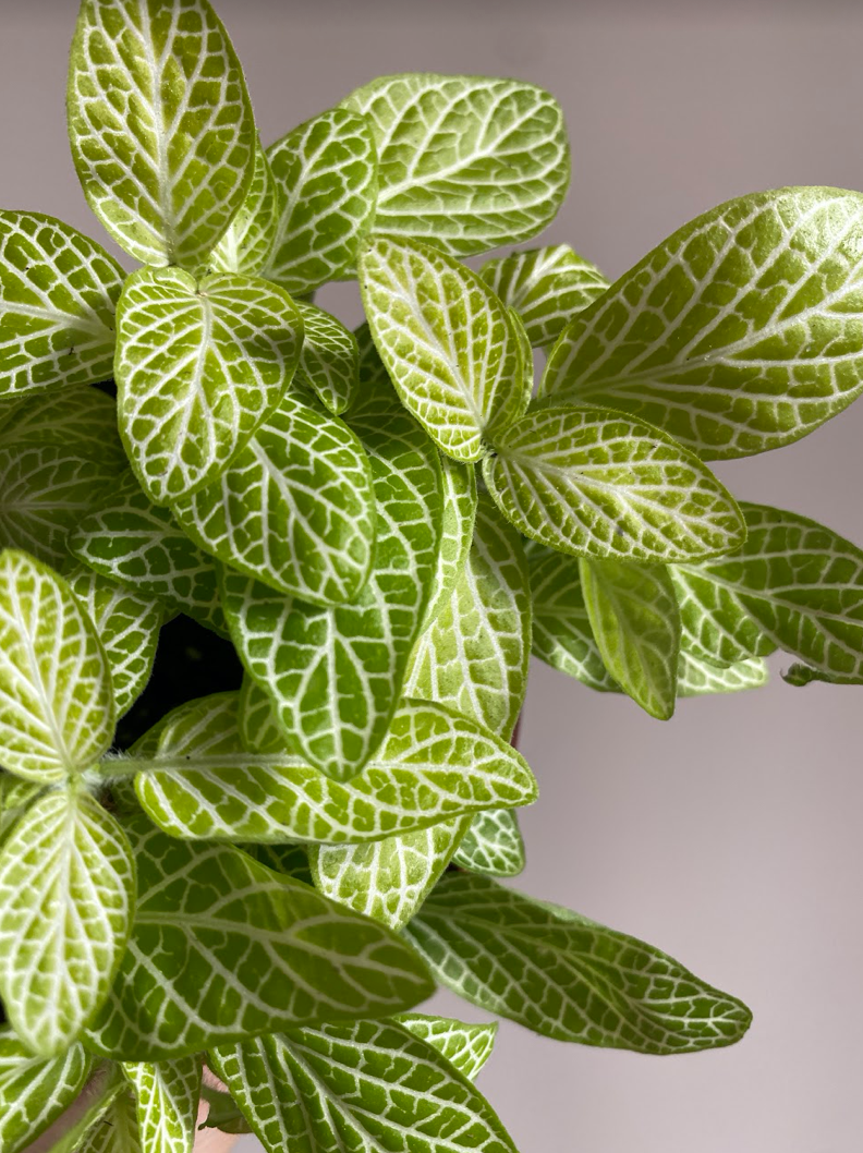 Fittonia Lemon