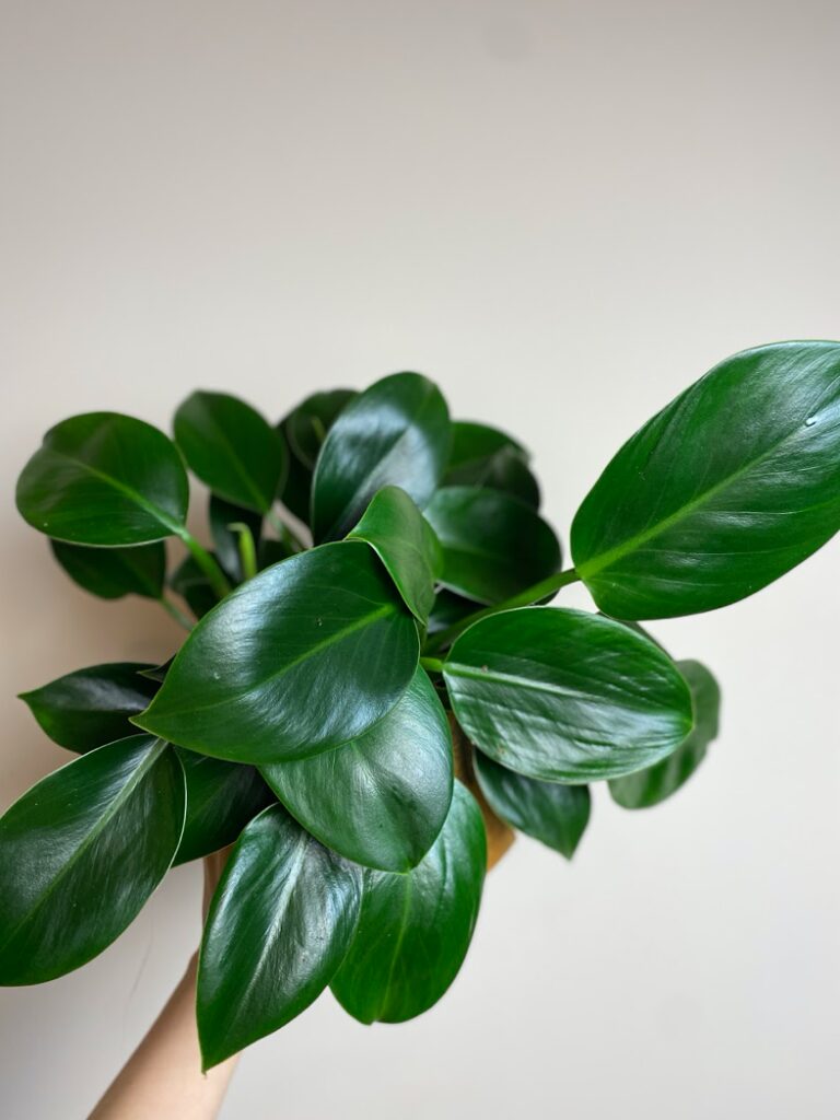 Philodendron Oxypure