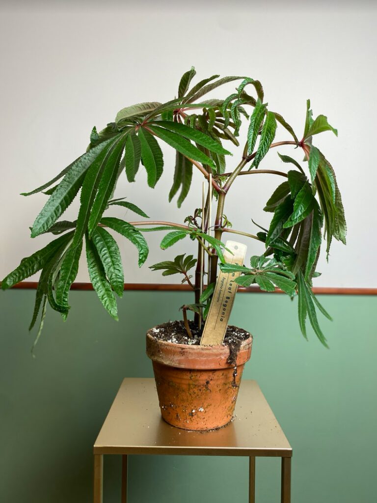 Begonia luxurians (Palm Begonia)
