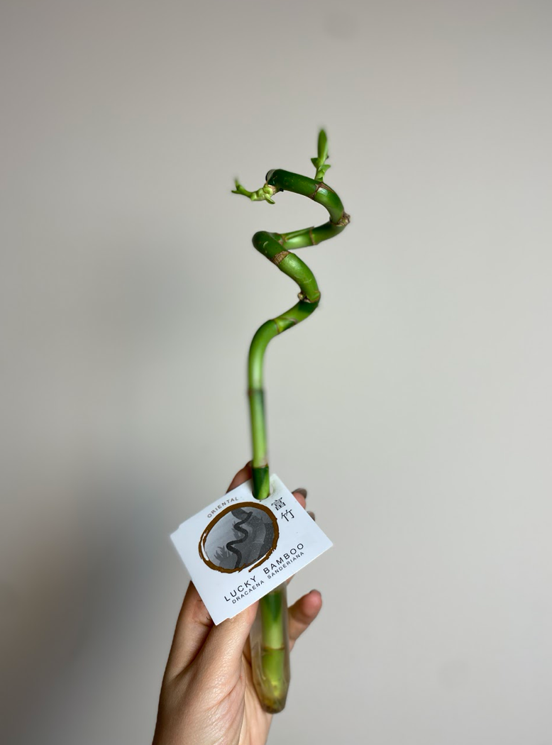 Lucky Bamboo Spirale