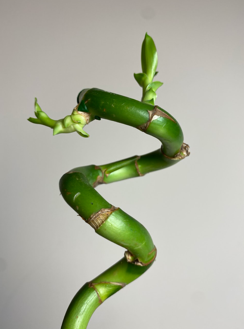 Lucky Bamboo Spirale