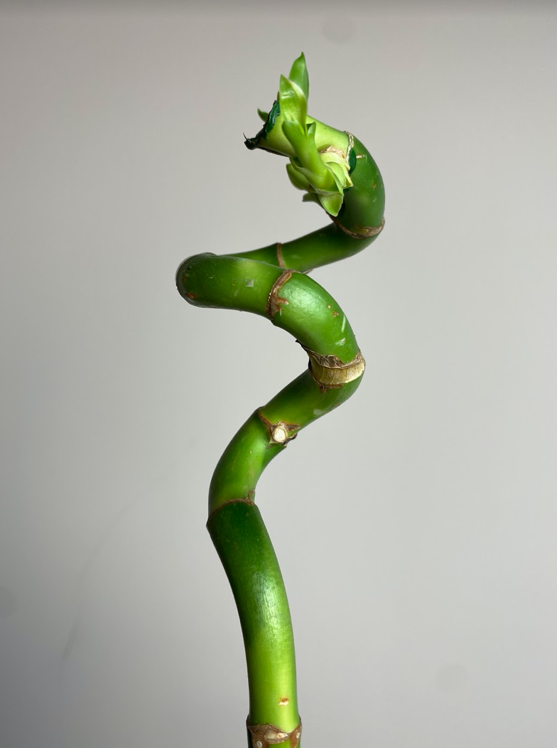 Lucky Bamboo Spirale