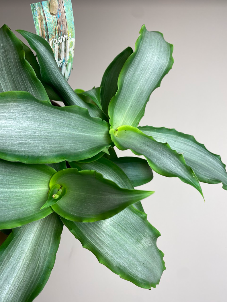 Murdannia loriformis ‘Bright Star’ Nature’s