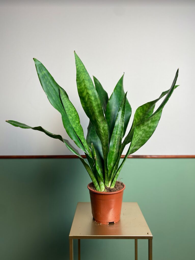 Sansevieria Aubrytiana Jade