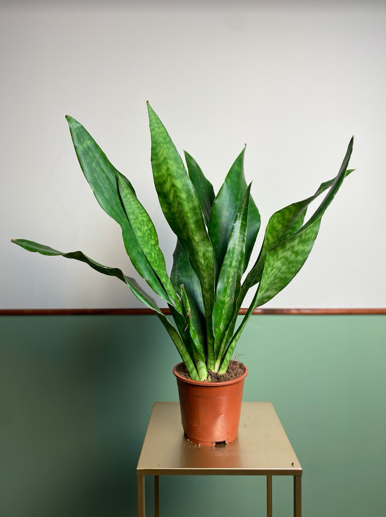Sansevieria Aubrytiana Jade