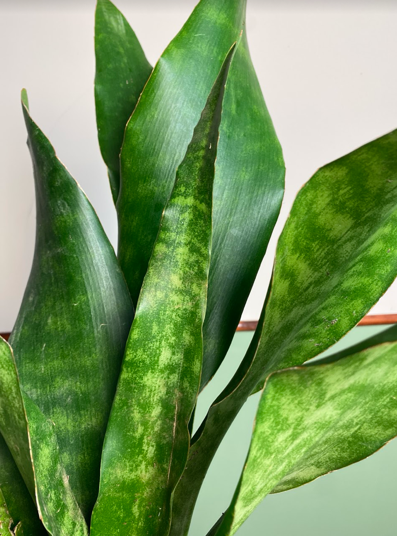 Sansevieria Aubrytiana Jade