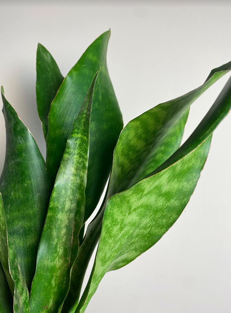 Sansevieria Aubrytiana Jade