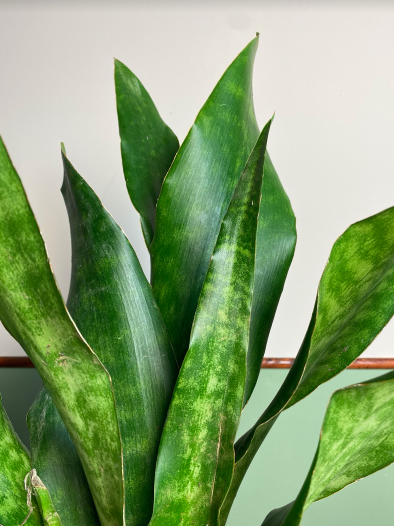 Sansevieria Aubrytiana Jade